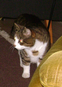 kissa nimeltä Kössi