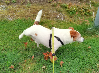 Lemmikkien ulkoilutus